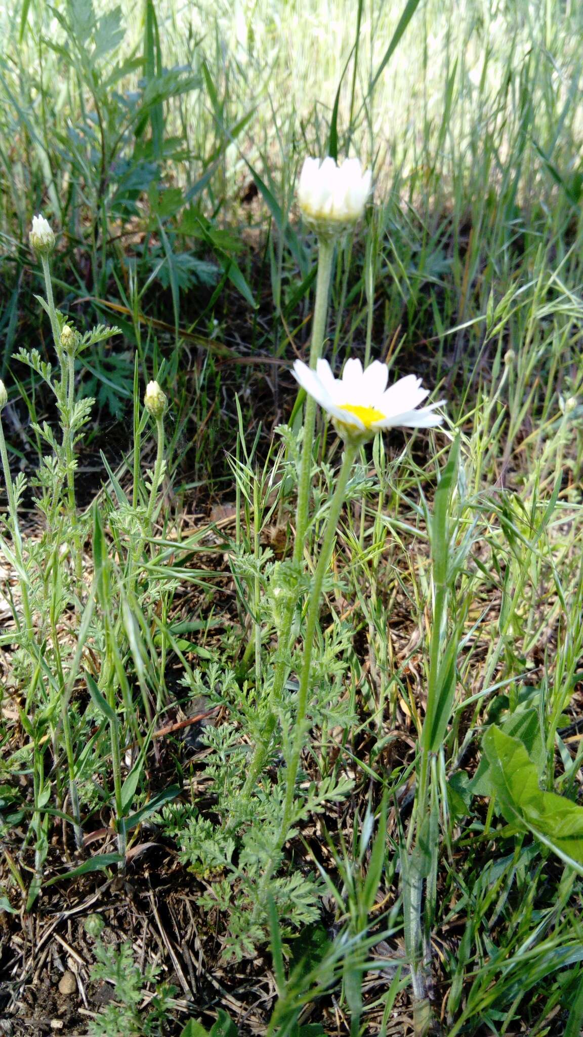 Anthemis ruthenica M. Bieb.的圖片