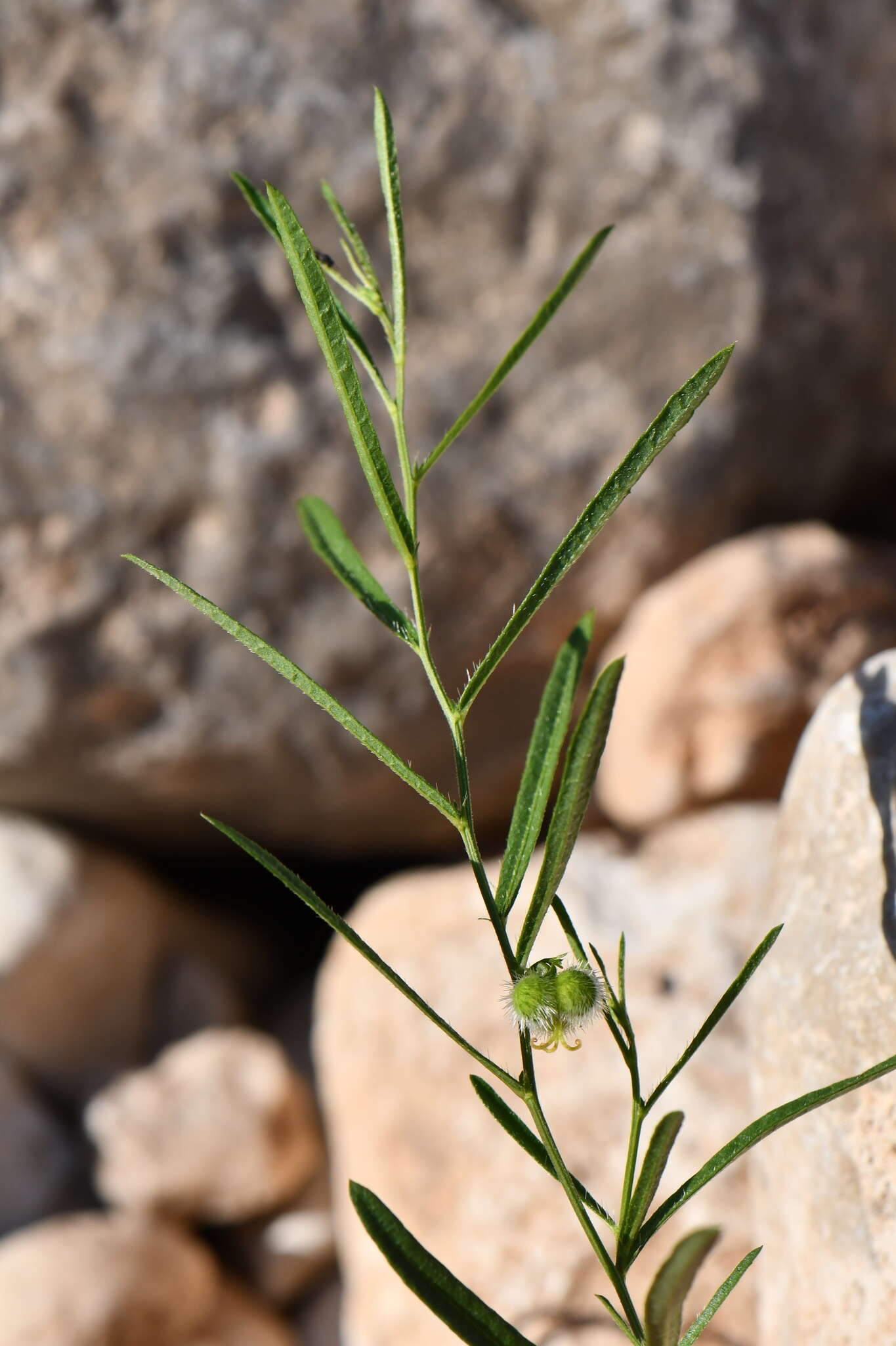 Image of branched noseburn