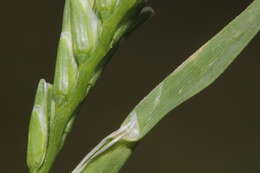 Imagem de Sclerochloa