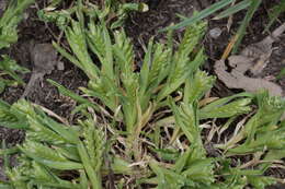 Image of hardgrass