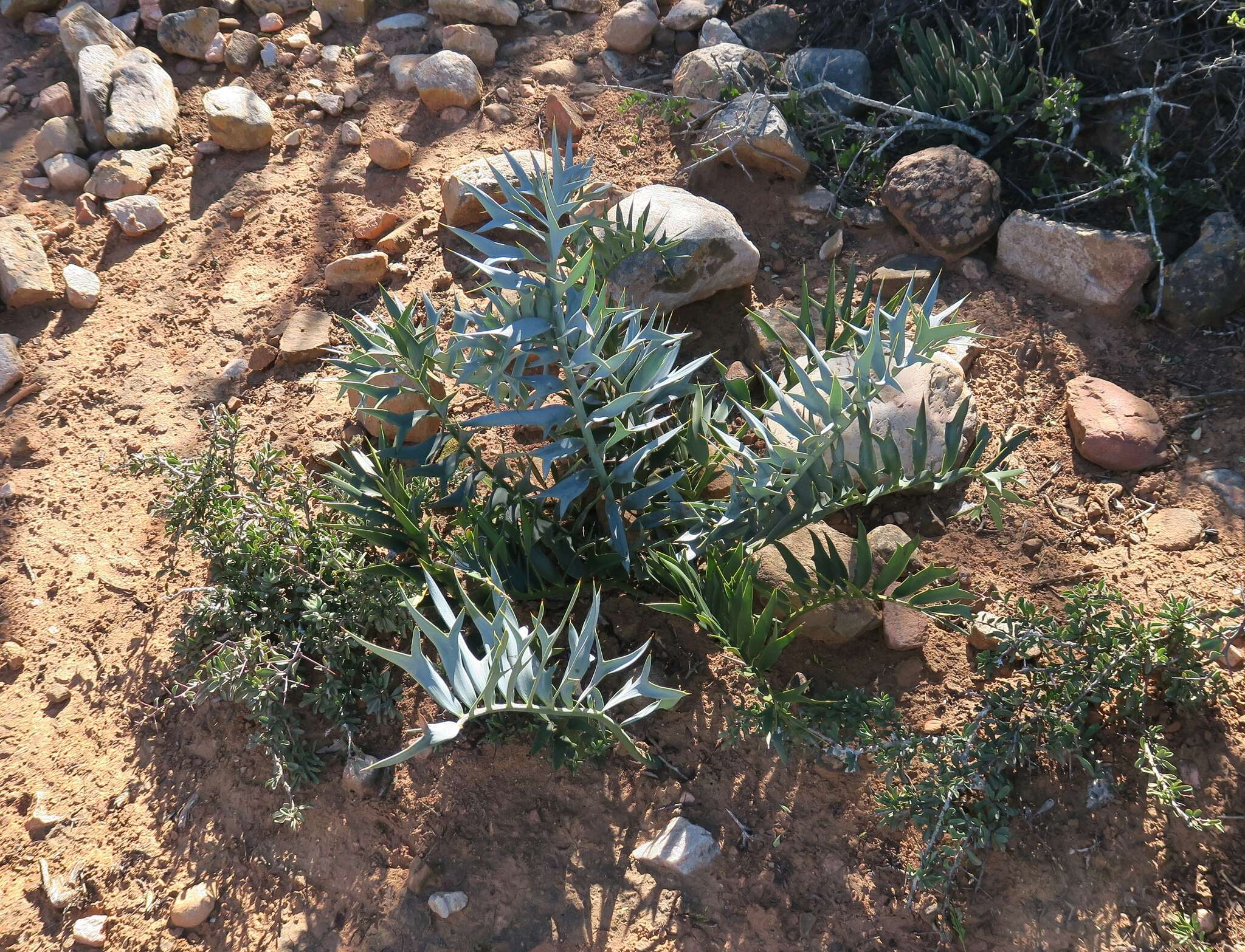 Image of Eastern Cape Blue Cycad