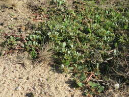 Image of common purslane