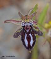 Image of Ophrys cretica (Vierh.) E. Nelson