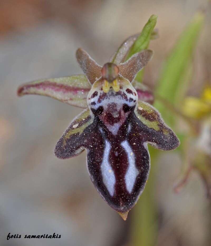 Image of Ophrys cretica (Vierh.) E. Nelson