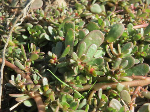 Image of common purslane