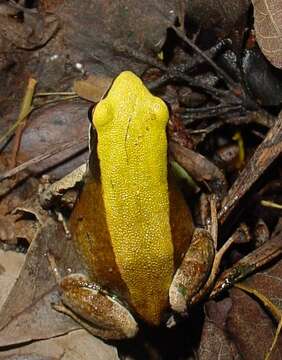 Image of Green Golden Frog