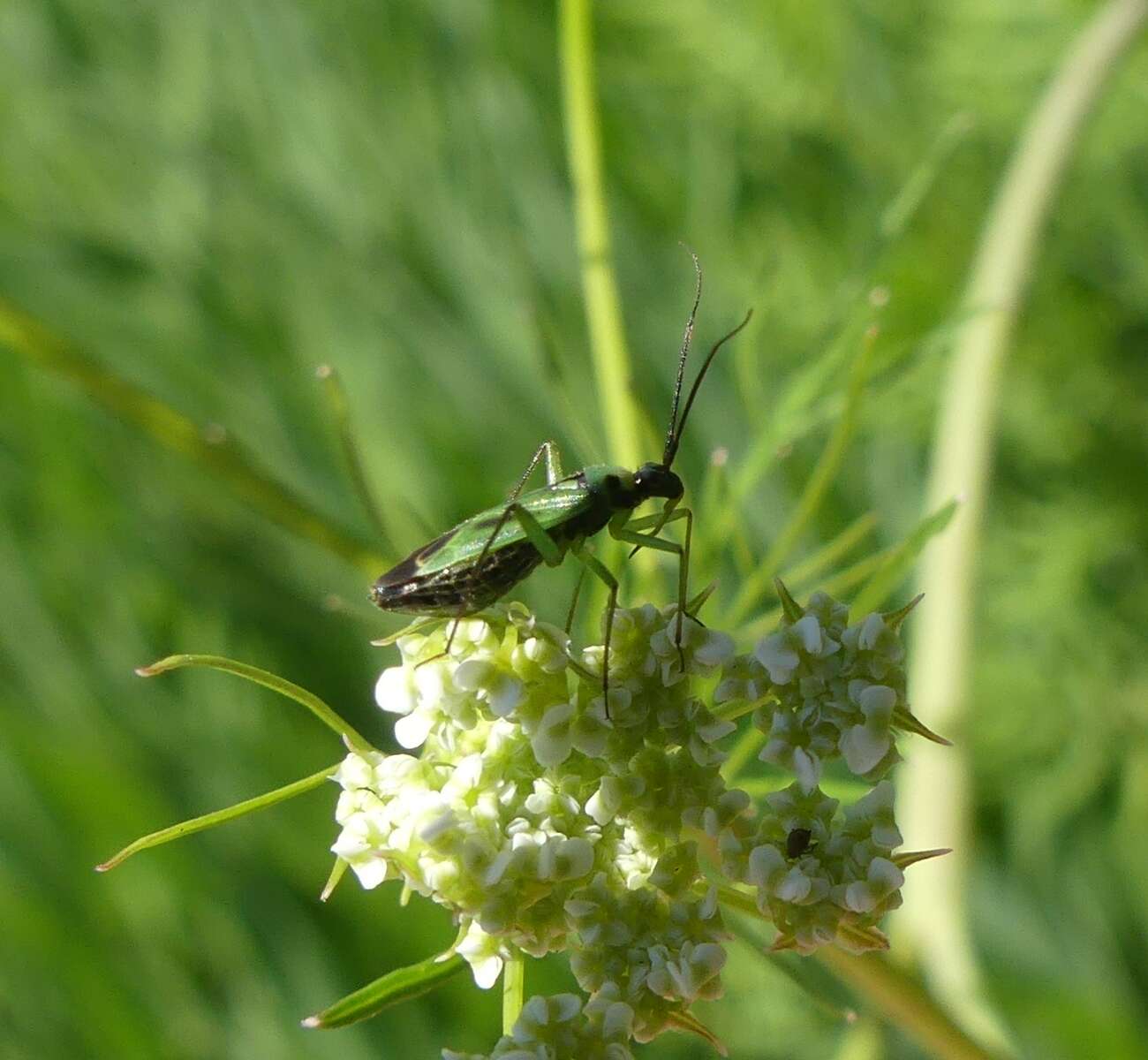 Image of Ilnacora malina (Uhler 1877)