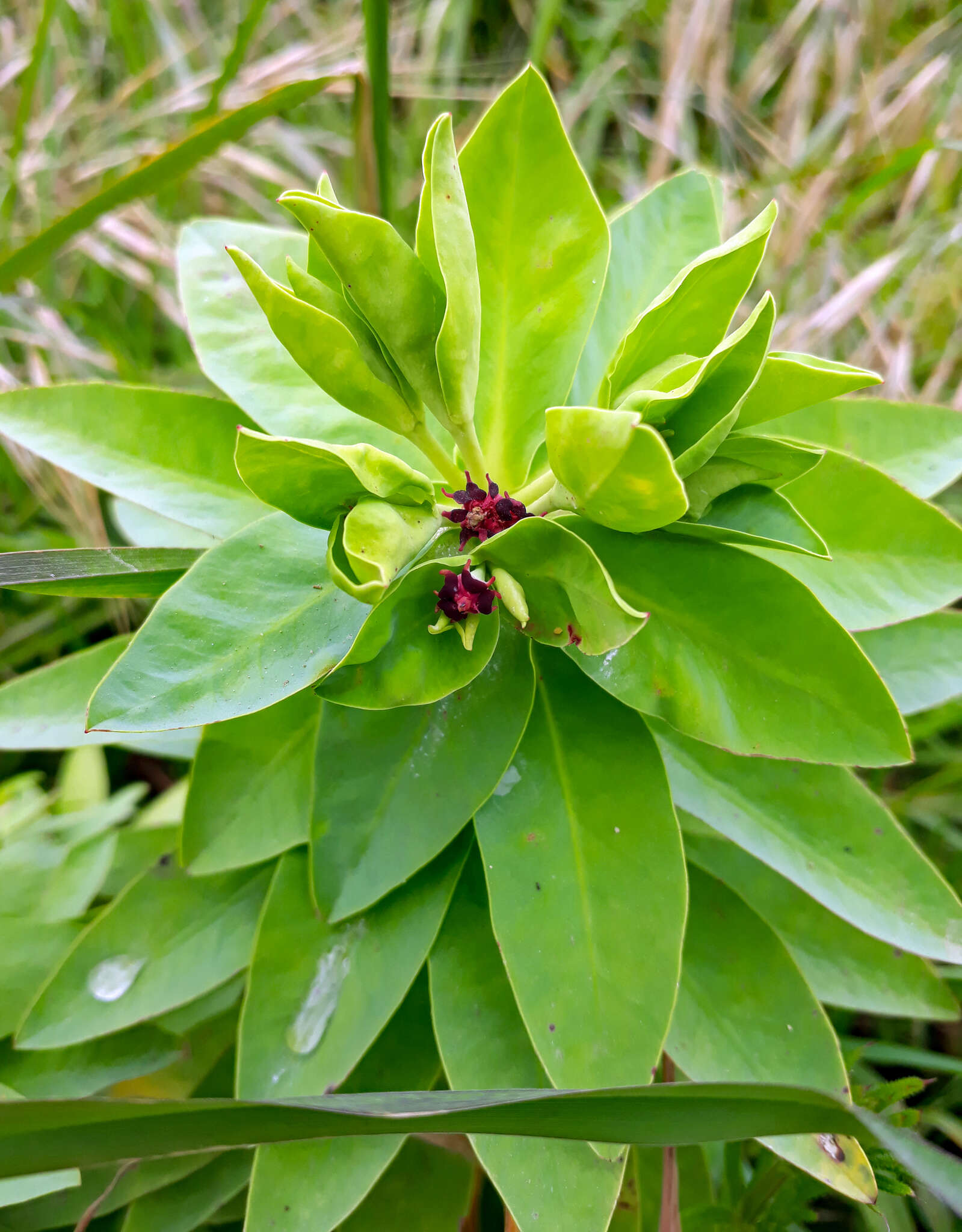 Image of Waiuatua