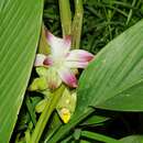 Curcuma pseudomontana J. Graham resmi