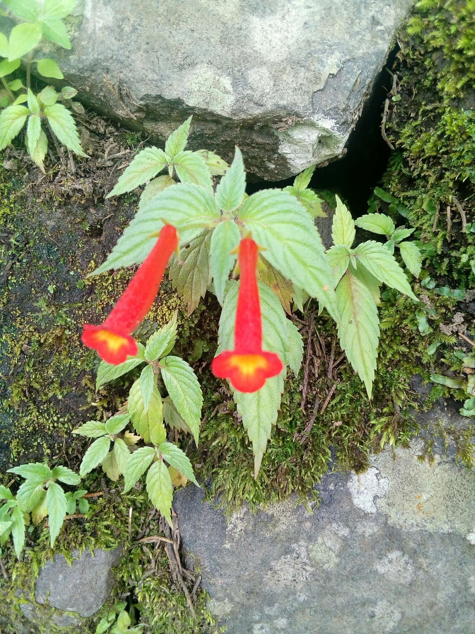 Imagem de Achimenes heterophylla (Mart.) DC.