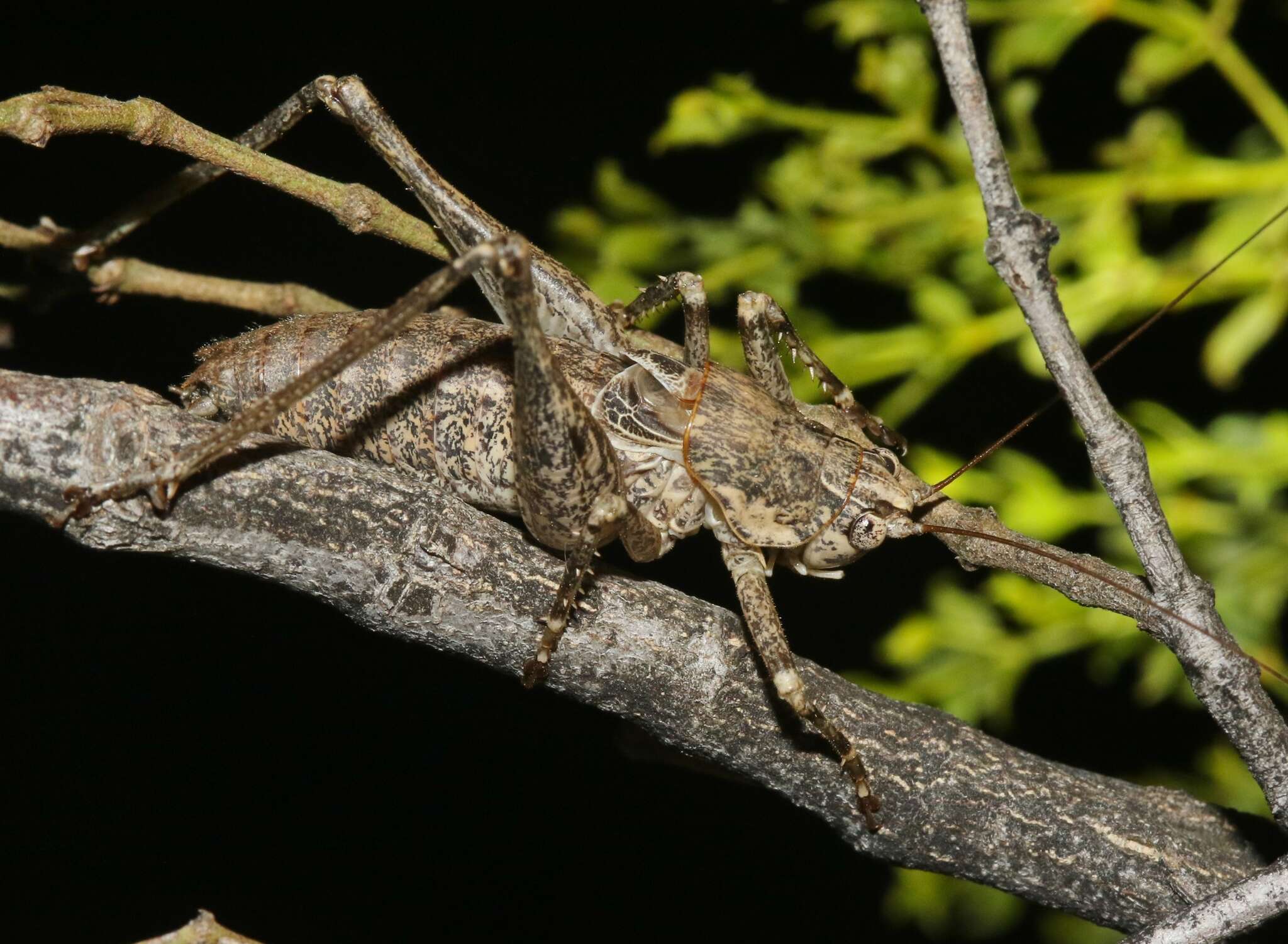 Image of Ateloplus schwarzi Caudell 1907