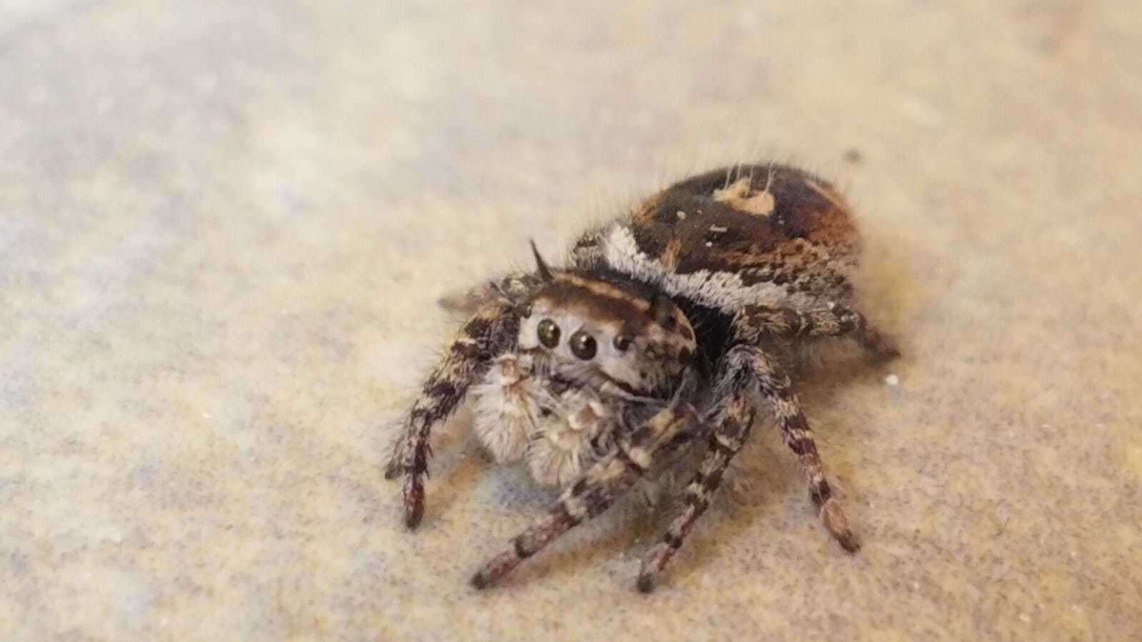 Sivun Phidippus toro Edwards 1978 kuva