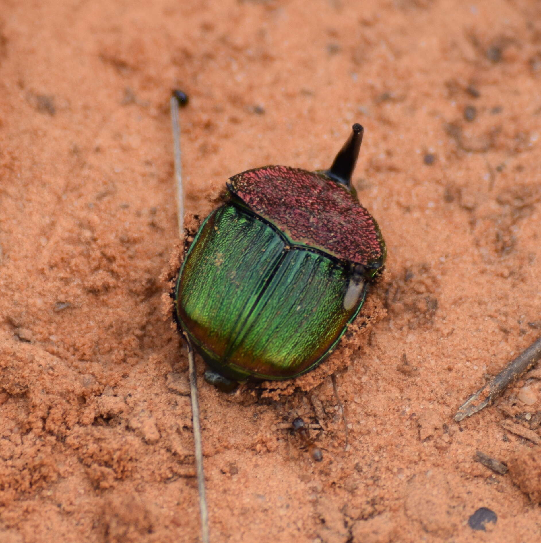 Image of Rainbow Scarab