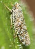 Image of Japanese Leafhopper