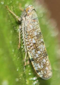 Image of Japanese Leafhopper