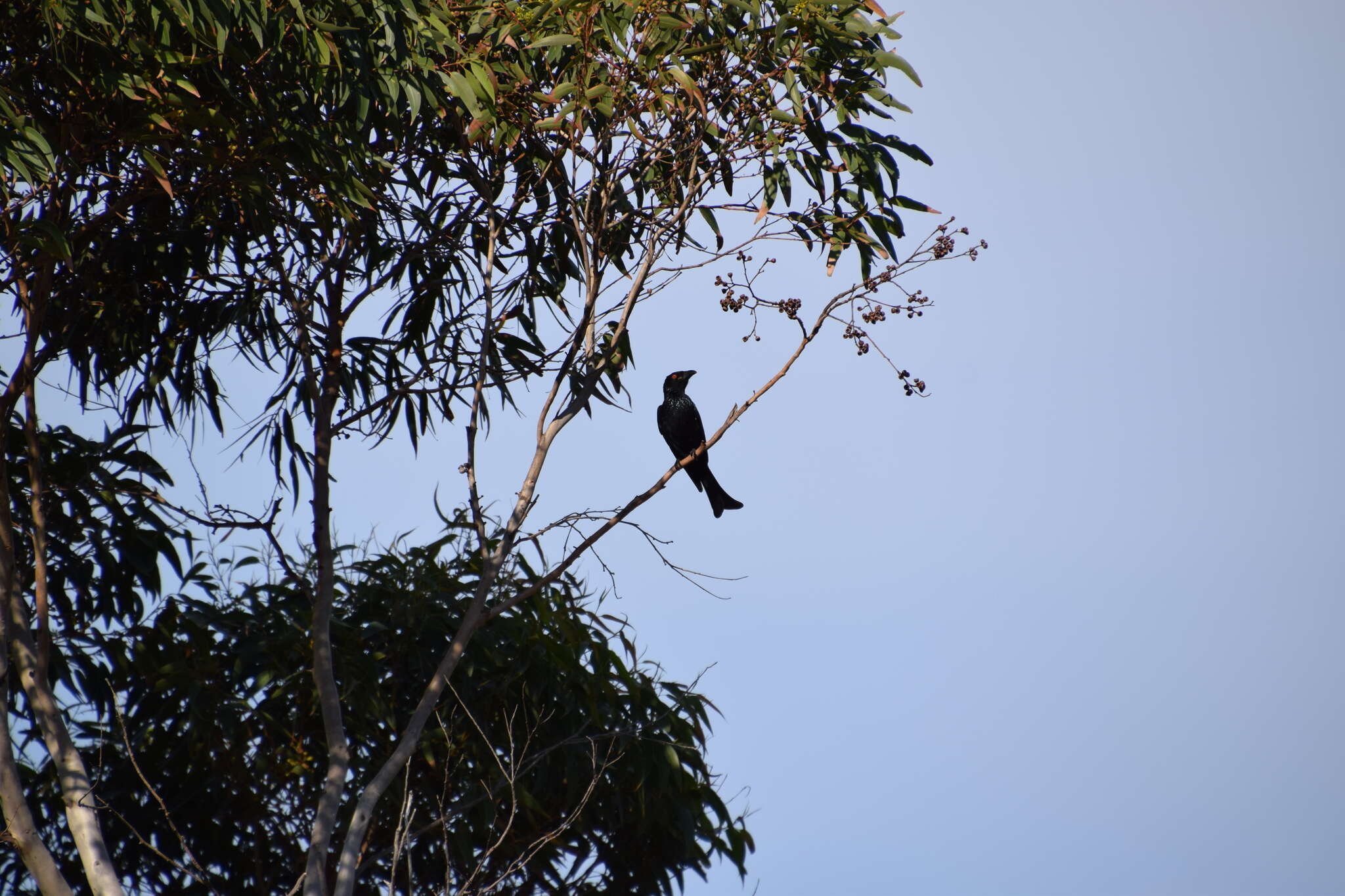 Image of Spangled Drongo