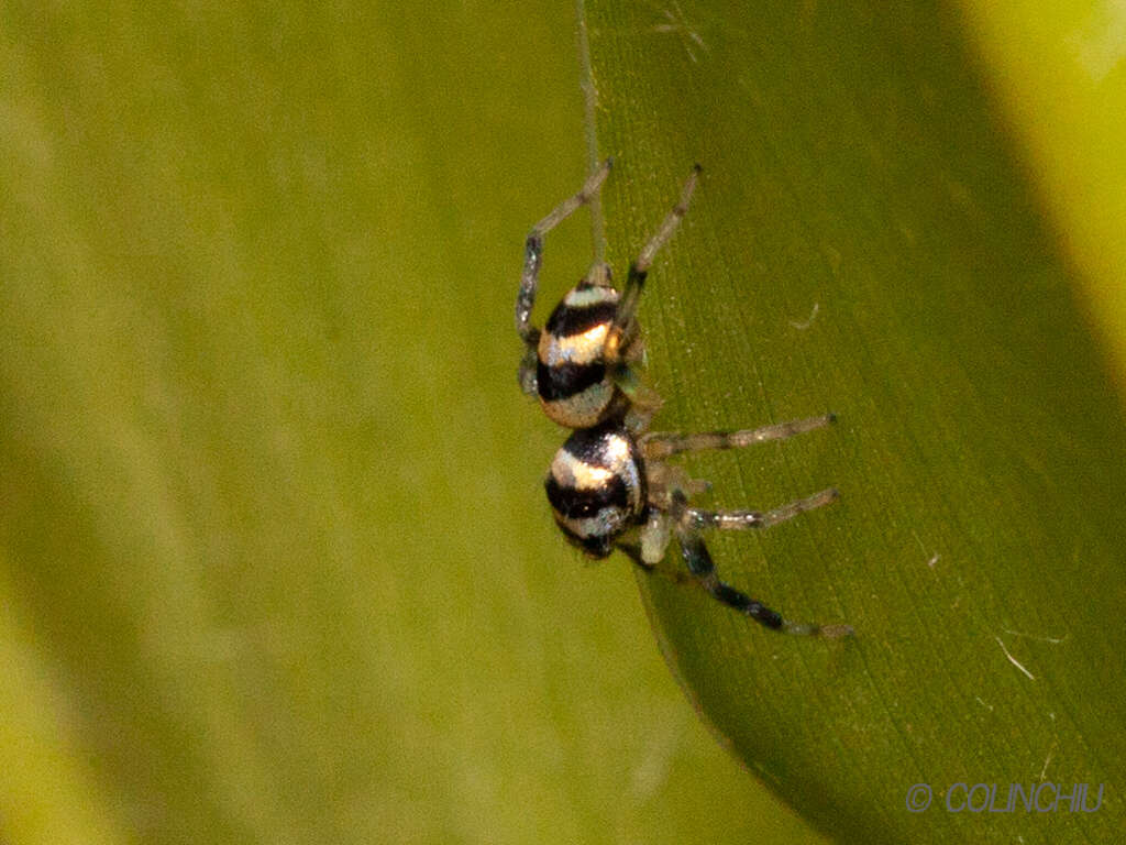 Image of Phintella accentifera (Simon 1901)