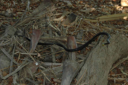 Image of Black Treesnake