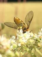 Image of Common Banded Hoverfly