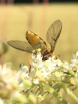 Plancia ëd Syrphus ribesii (Linnaeus 1758)