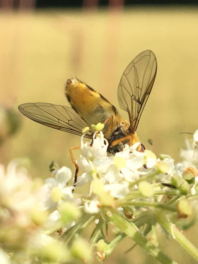 Image of Common Banded Hoverfly