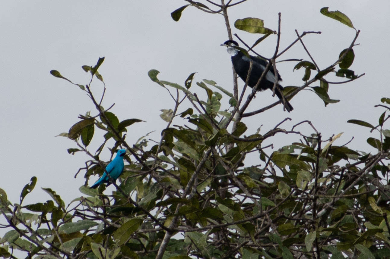 Слика од Cotinga maynana (Linnaeus 1766)