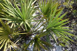 Image of scrub palmetto