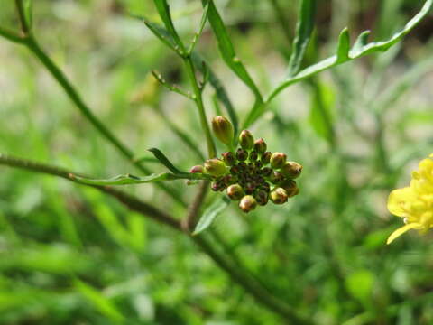 Image of creeping yellowcress