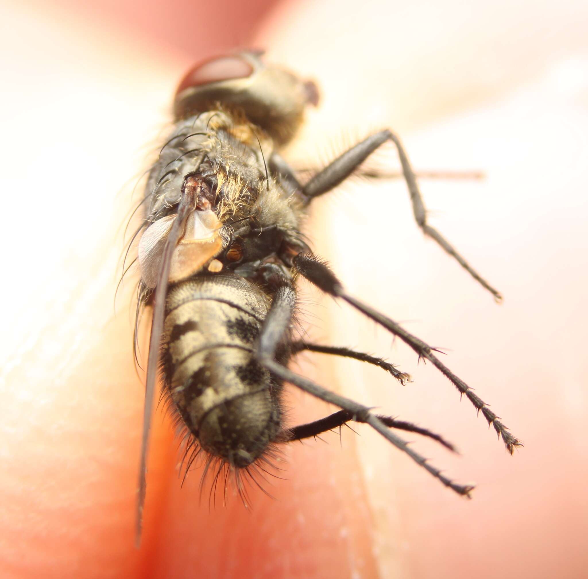 Image of Narrow-cheeked cluster fly