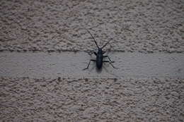 Image of capricorn beetle