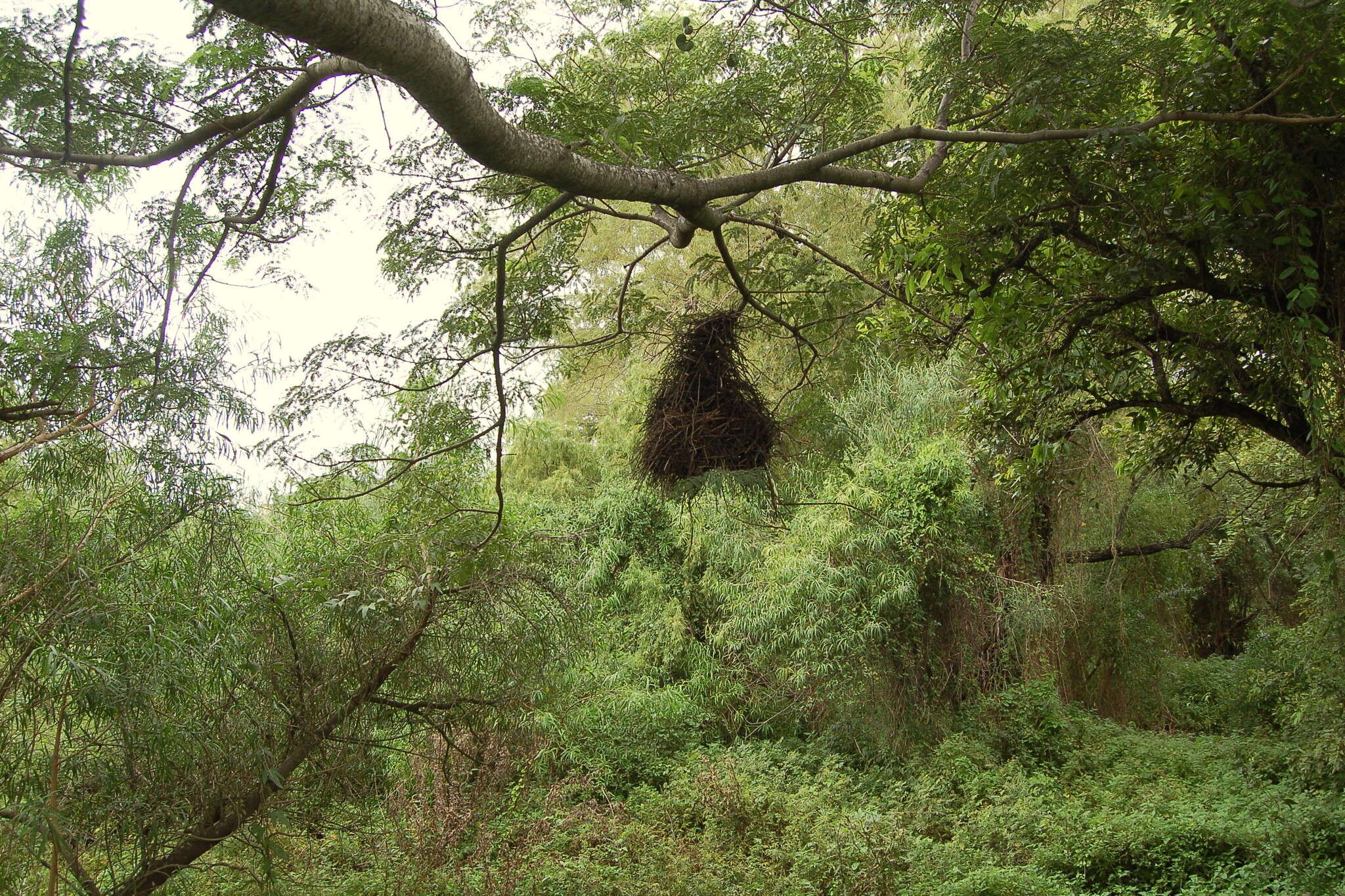 Image of Greater Thornbird