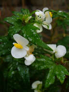 Слика од Begonia dregei Otto & A. Dietr.