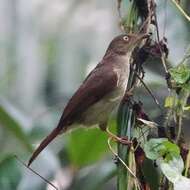 Image of Cream-vented Bulbul