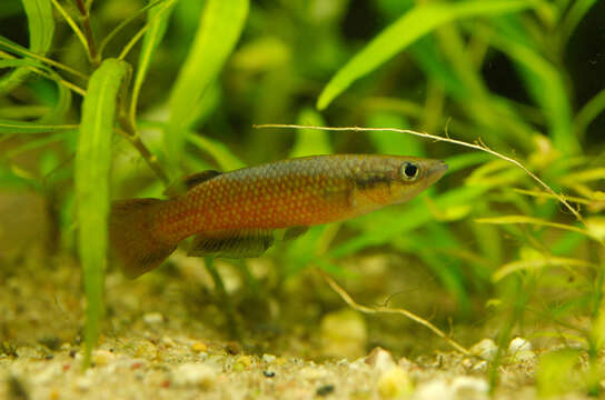 Image of Powder-blue panchax