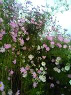 Image of garden cosmos