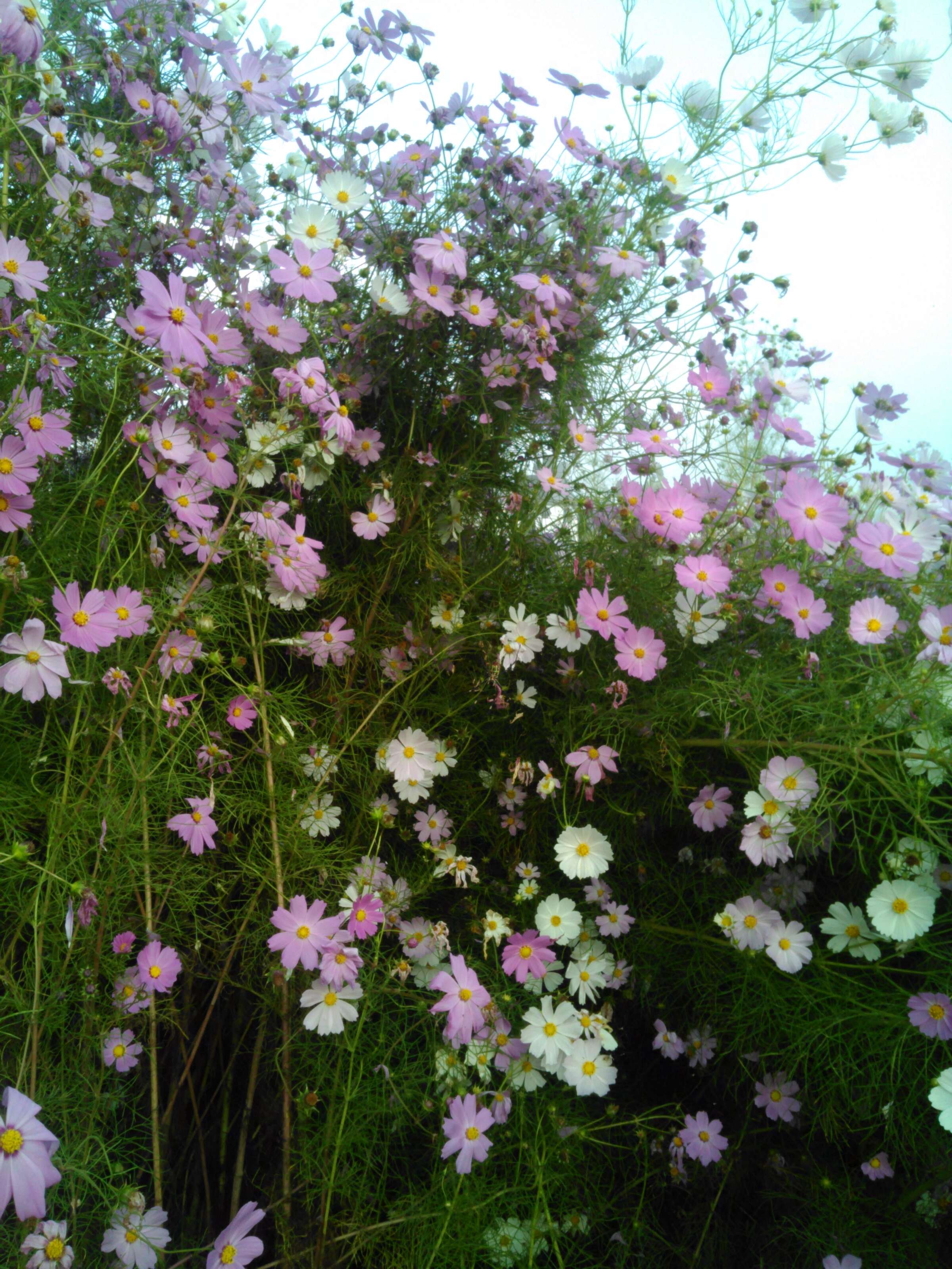 Image of garden cosmos