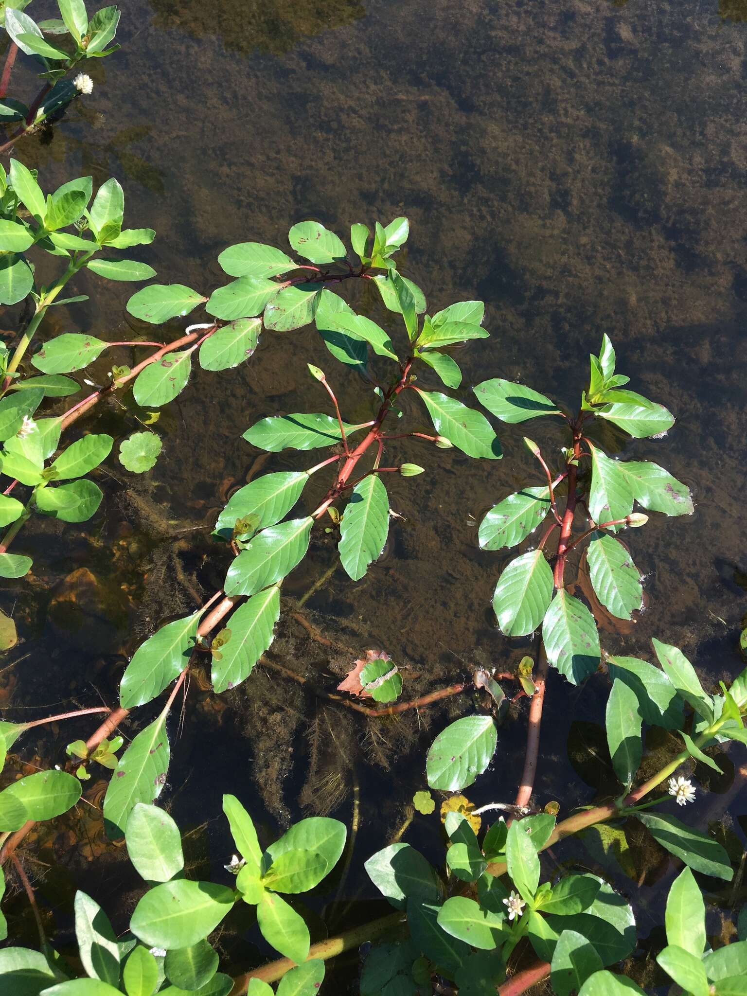 Слика од Ludwigia peploides subsp. glabrescens (Kuntze) Raven