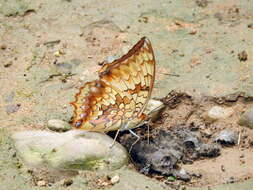 Imagem de Charaxes bernardus Fabricius 1793