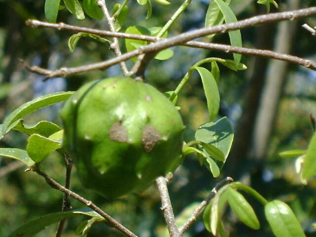 Image of Annona globiflora Schltdl.