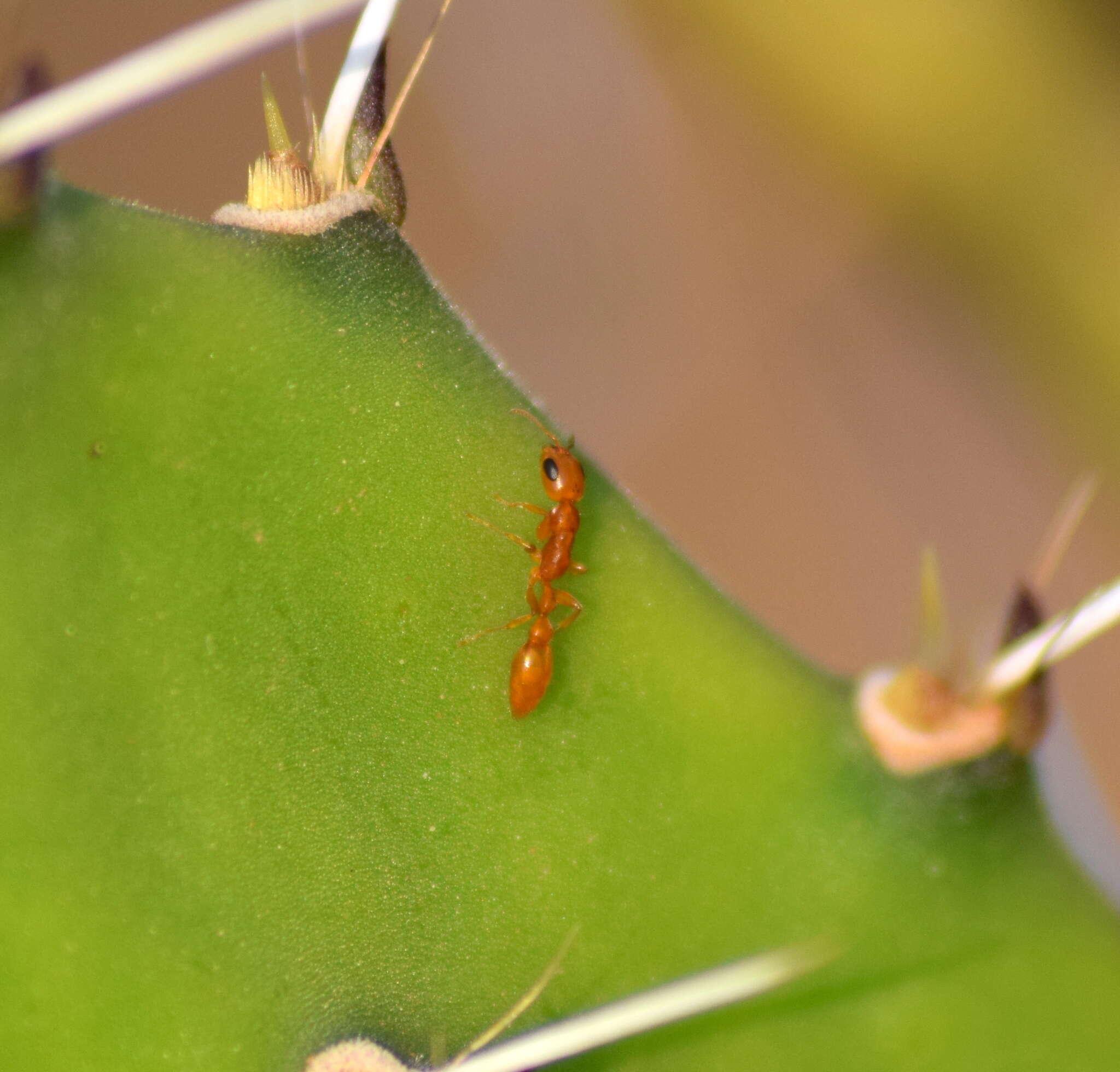 Image of Pseudomyrmex pallidus (Smith 1855)