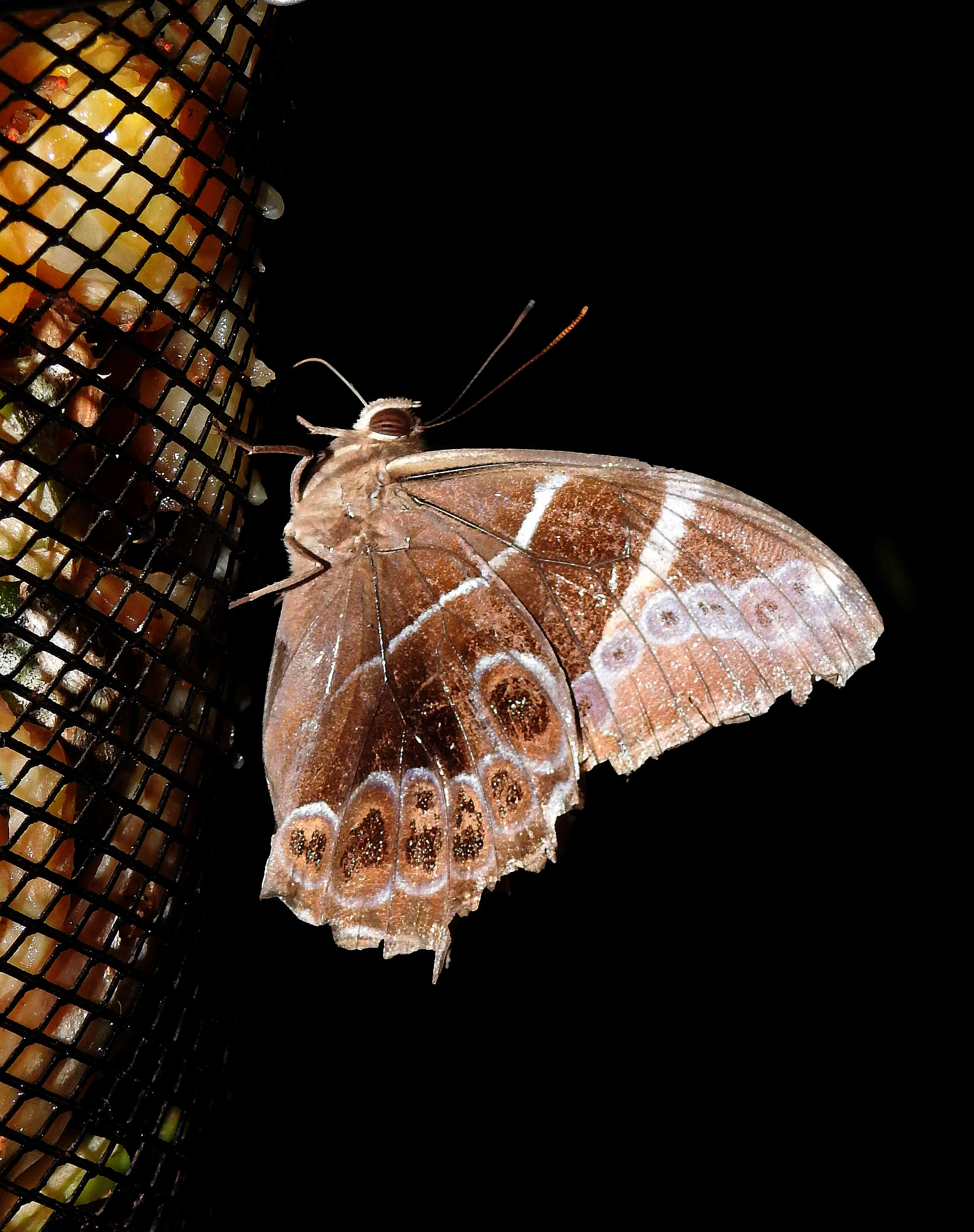 Image of Bamboo Tree Brown