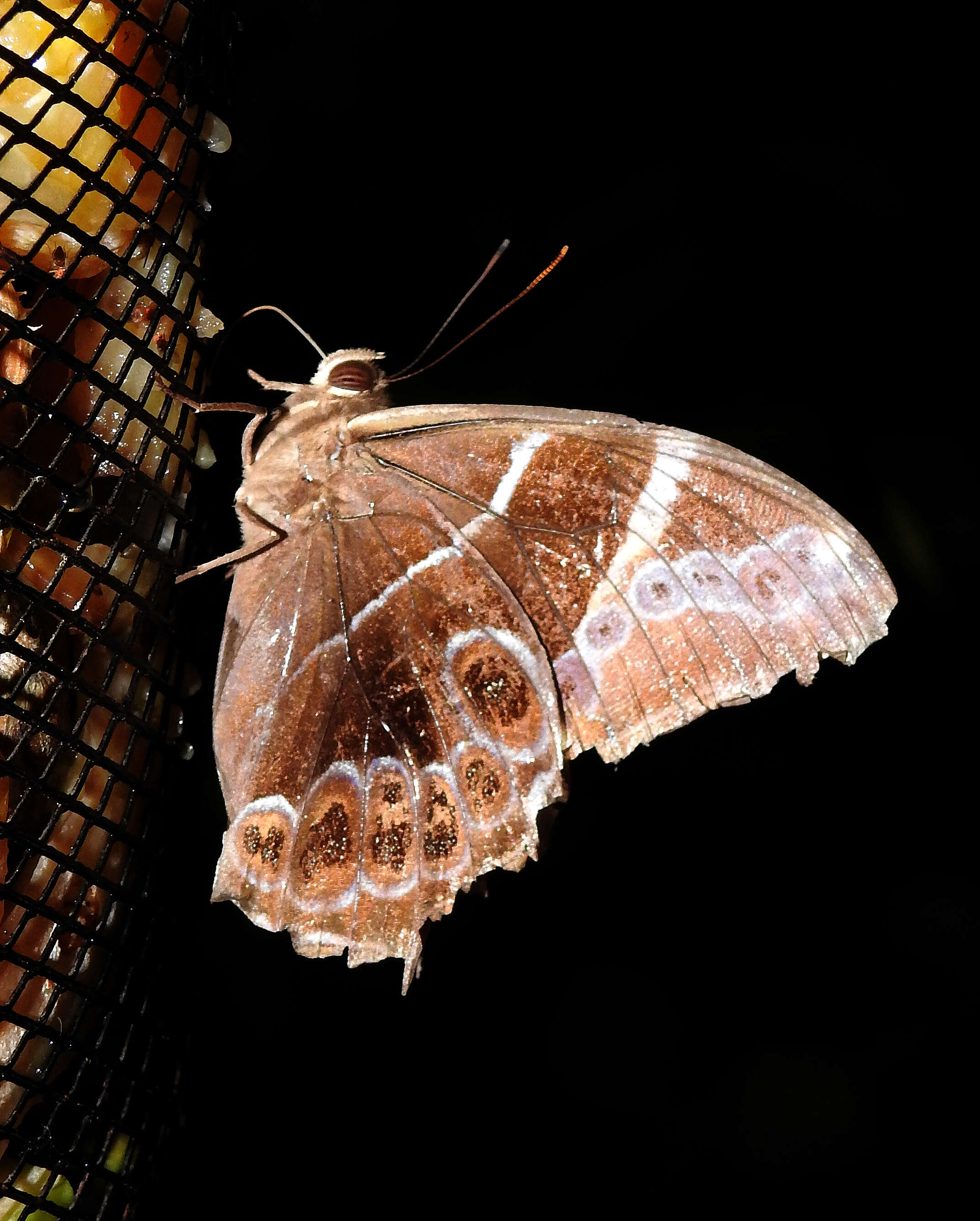 Image of Bamboo Tree Brown