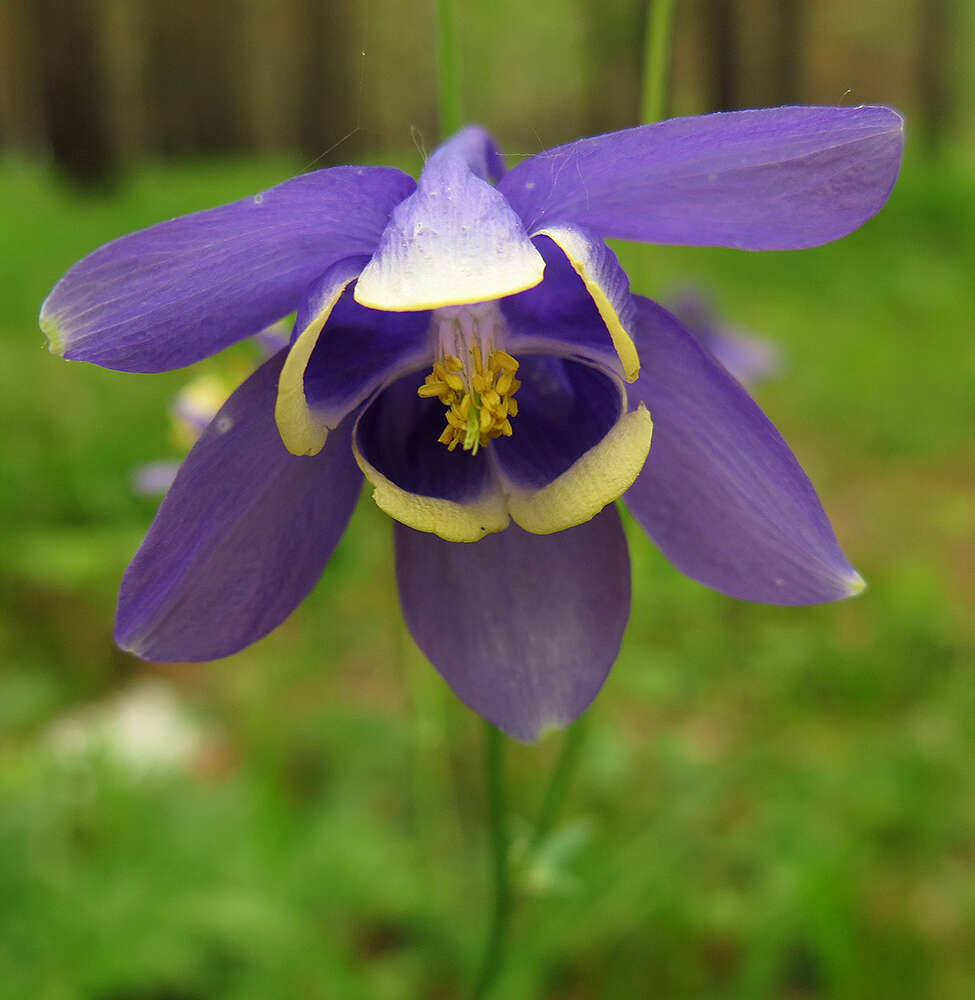 Aquilegia sibirica Lam. resmi