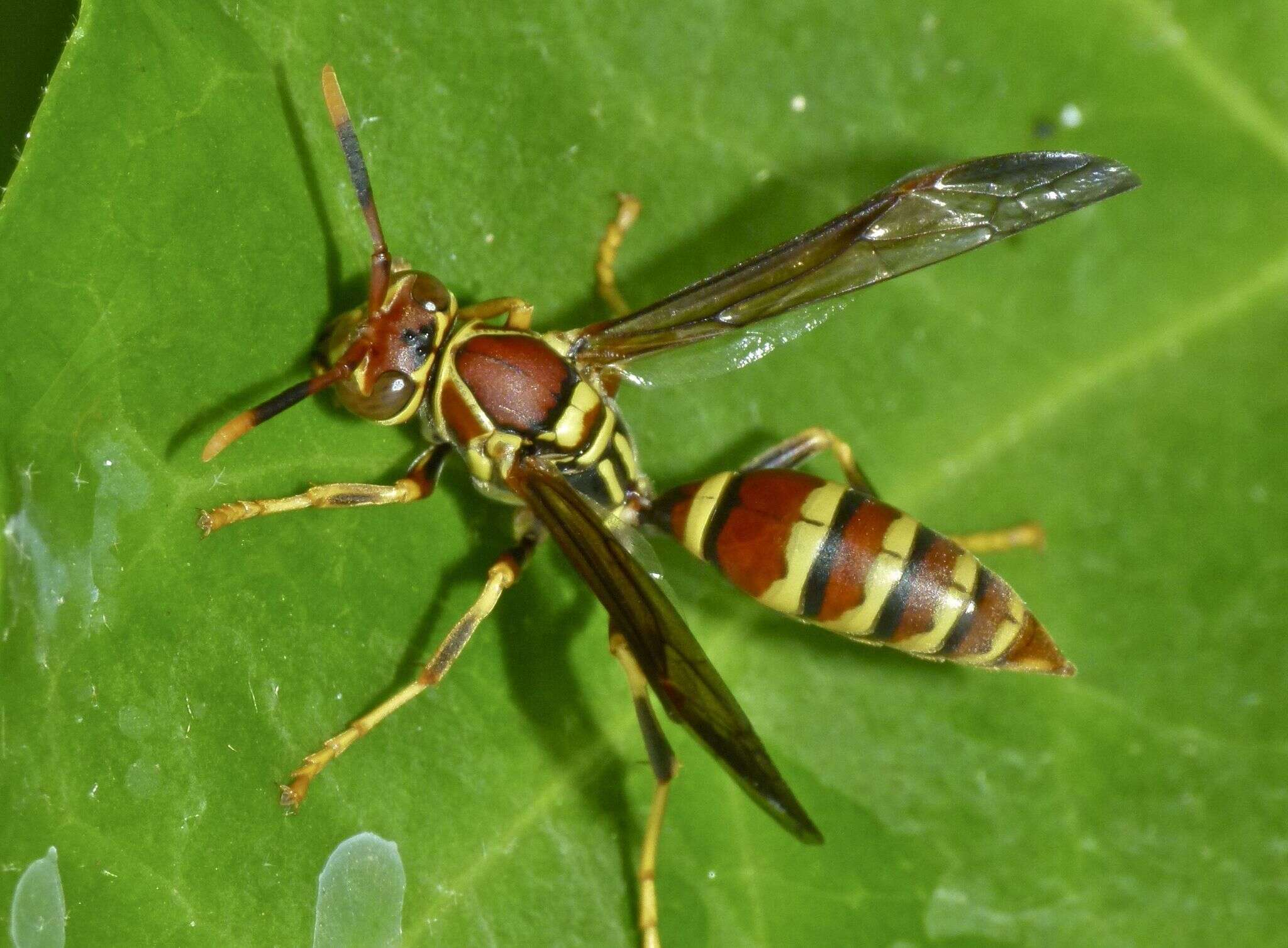 Image of Wasp