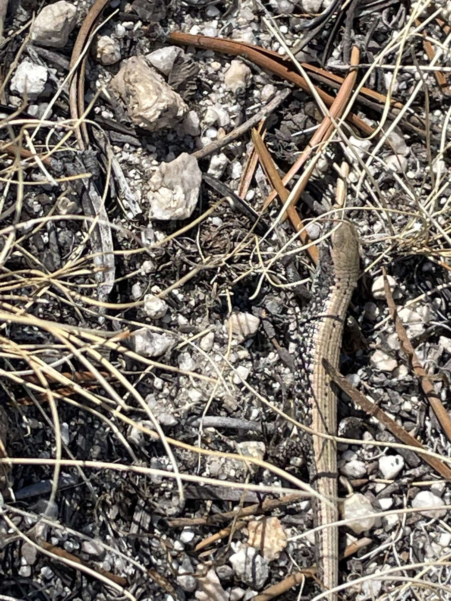 Image of Northern Alligator Lizard