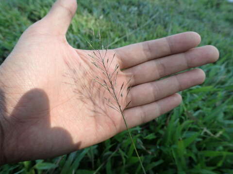 Image of golden false beardgrass