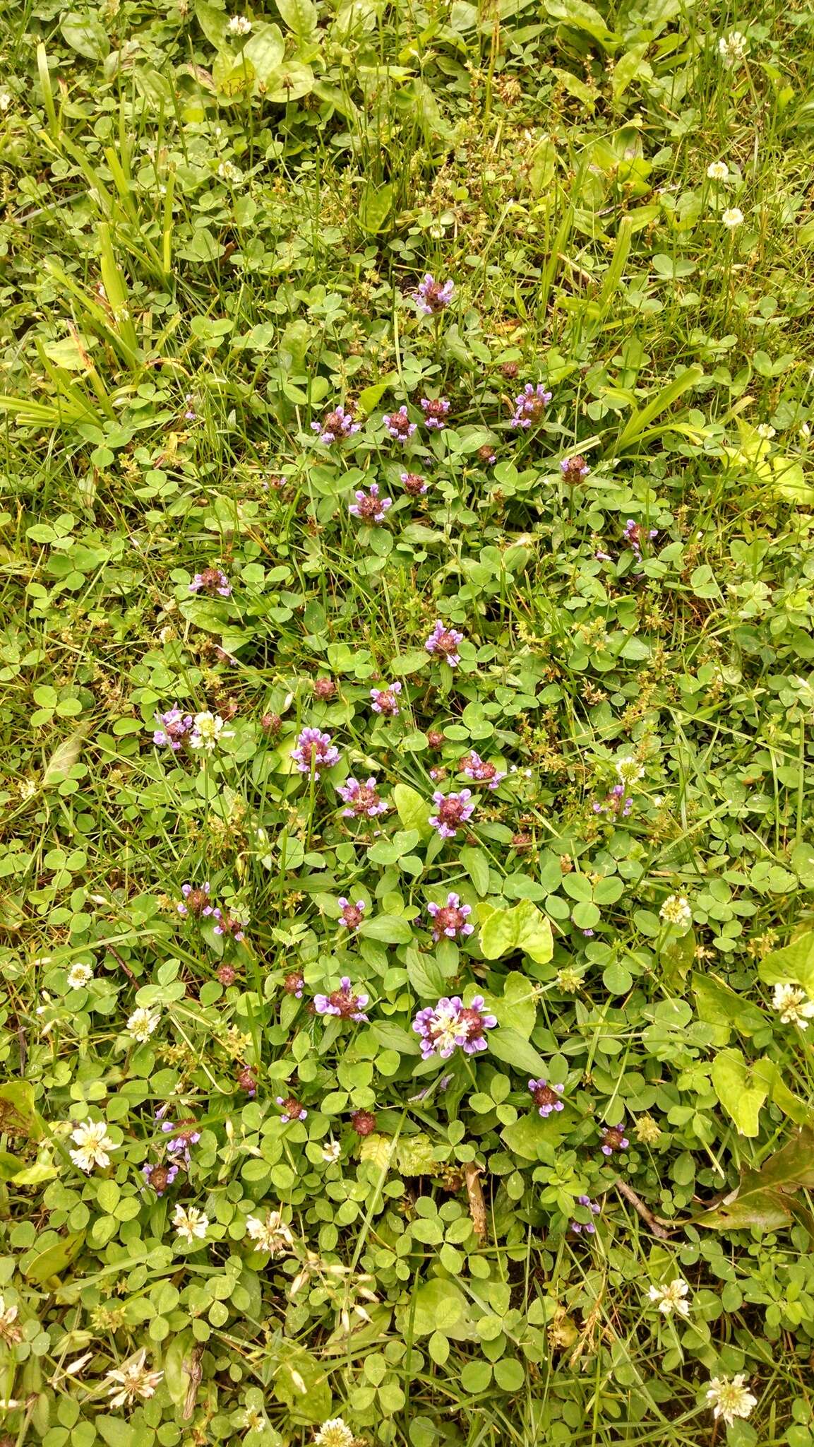 Prunella vulgaris subsp. vulgaris resmi