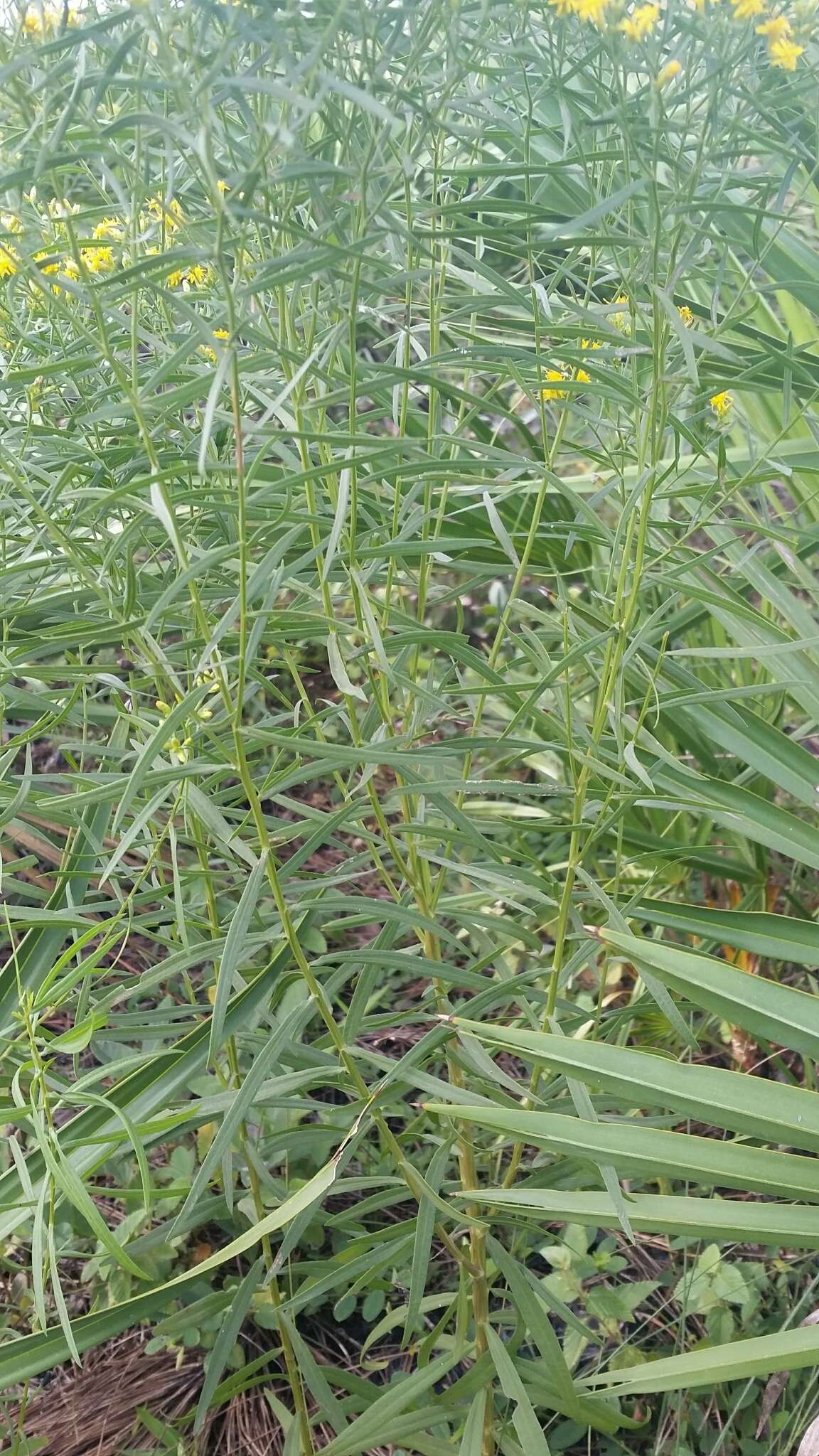 Image of Euthamia weakleyi G. L. Nesom