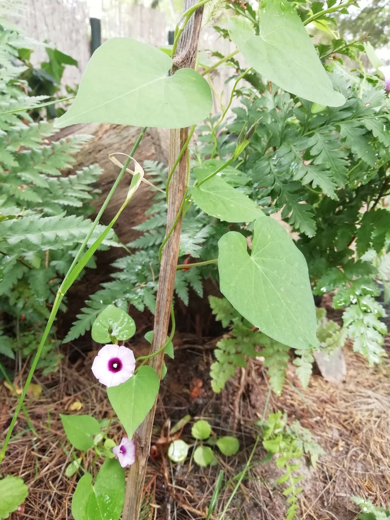 Image of Ipomoea grandifolia (Damm.) O'Donell