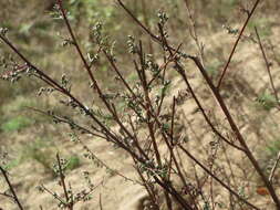 Image of field sagewort